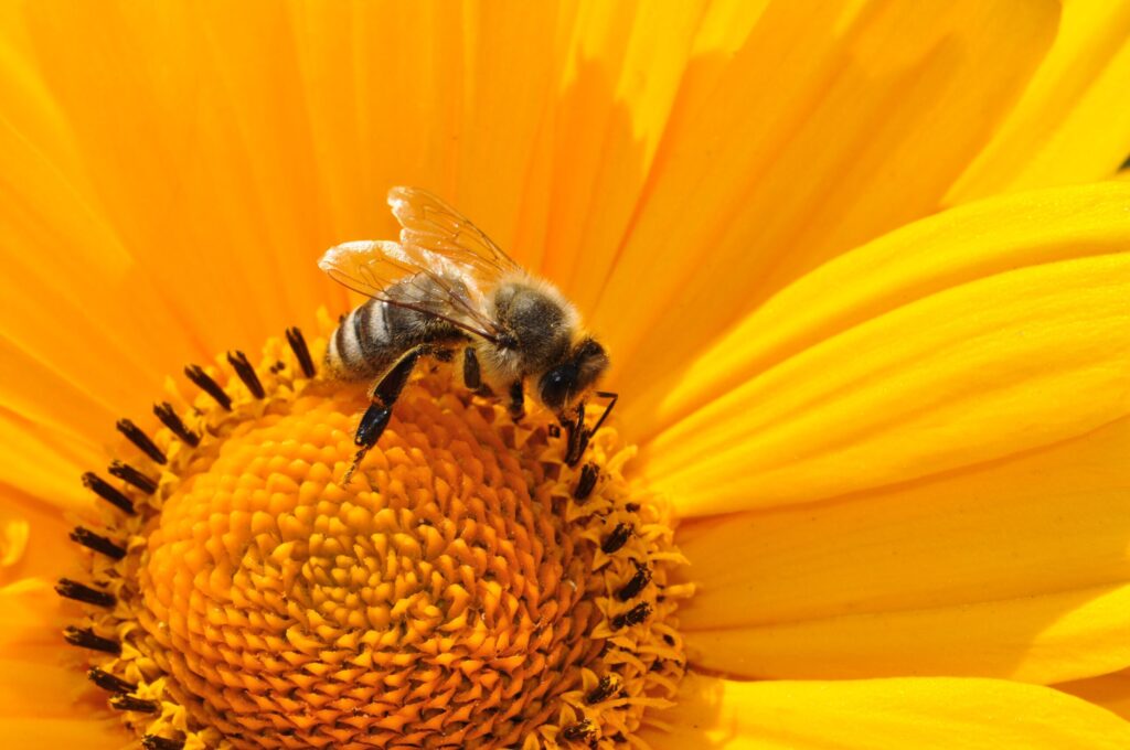 The Truth About Amistar Fungicide and Its Impact on Bees 1 pexels pixabay 67560 2 scaled 1