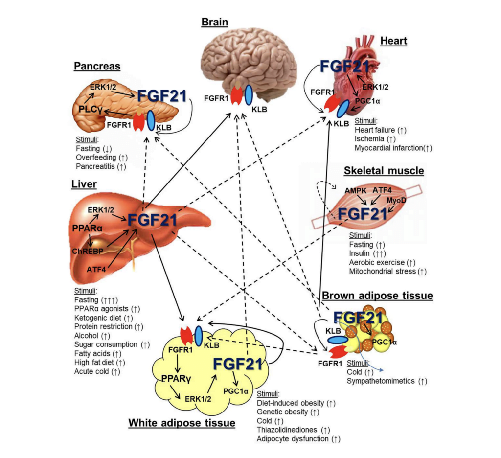 FGF21 Diagram 2